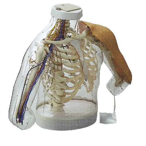 �߼�(j��)�ϱۼ���ע�估��(du��)��ģ��(���z�y(c��)��ʾϵ�y(t��ng))