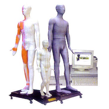 按摩點穴電子人體模型(鍵控) 按摩點穴電子人體模型(鍵控)