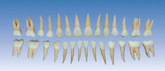 雙色恒牙模型(自然大) 雙色恒牙模型(自然大)