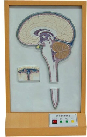 �X��Һѭ�h(hu��n)늄�(d��ng)ģ��