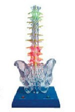 ͸������늄�(d��ng)ģ��