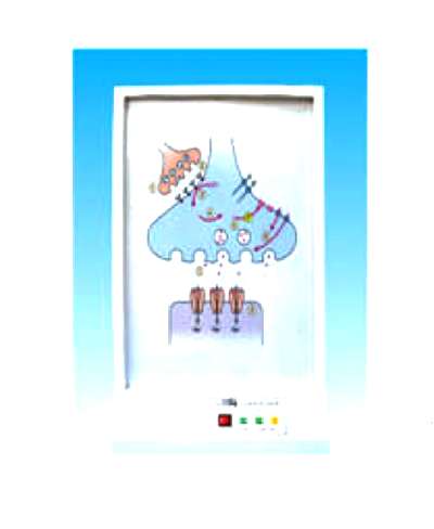 神經(jīng)系統(tǒng)的化學(xué)通路電動(dòng)模型 神經(jīng)系統(tǒng)的化學(xué)通路電動(dòng)模型