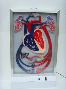 手動液壓式血液循環(huán)電動模型 手動液壓式血液循環(huán)電動模型