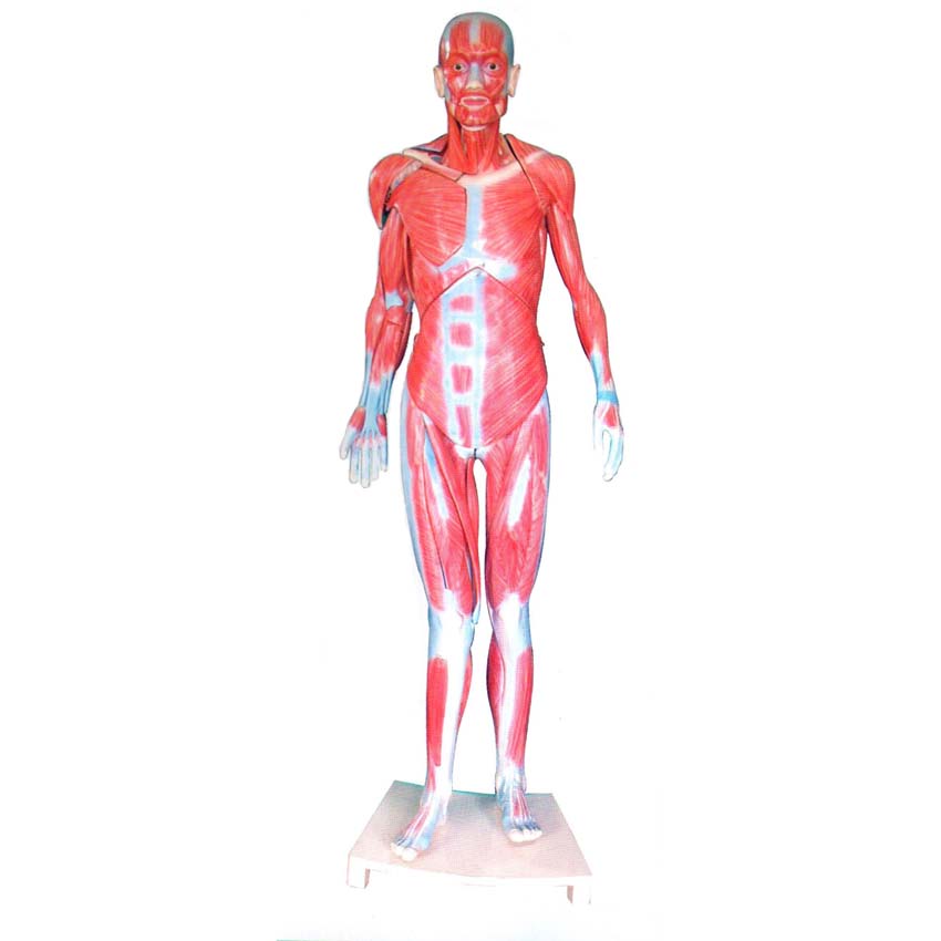 ȫ���������ģ��(��Ȼ��)