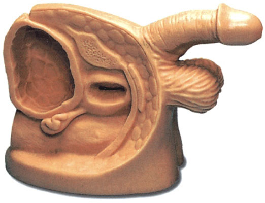 �߼�(j��)���Ԍ�(d��o)������ֳ��ģ��