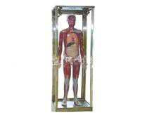 全身神經(jīng)傳導(dǎo)電動模型 全身神經(jīng)傳導(dǎo)電動模型